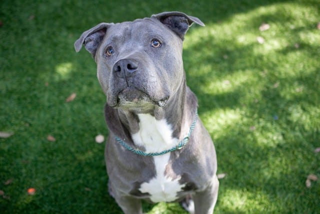 Photo of Blue, adoptable senior Pit Bull Terrier in San José, California