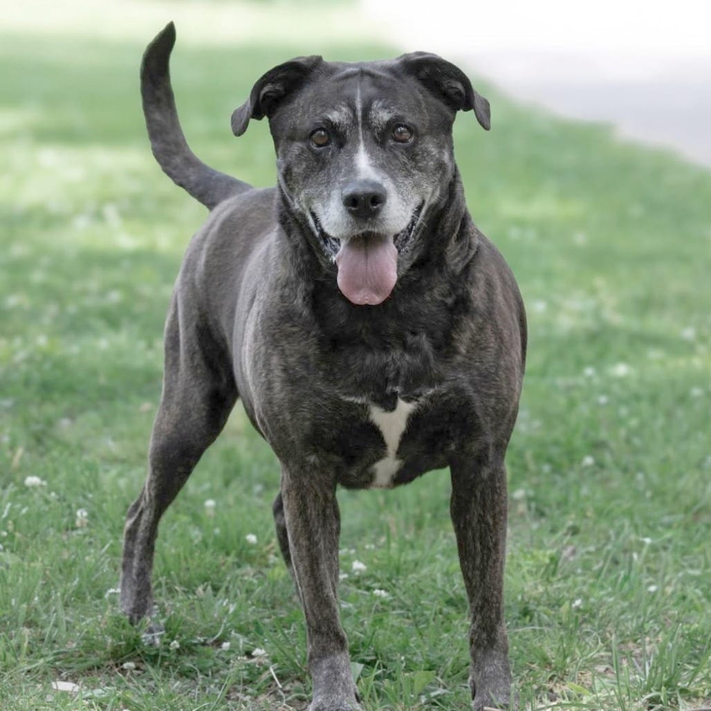 Photo of Hot Cocoa, adoptable senior Shepherd / Mix in St. Louis, Missouri