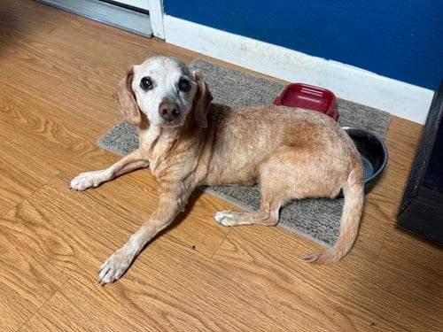 Photo of Hoss Cartwright, adoptable senior Dachshund in Humble, Texas