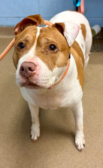 Photo of Pad Thai, adoptable senior dog in Chamblee, Georgia