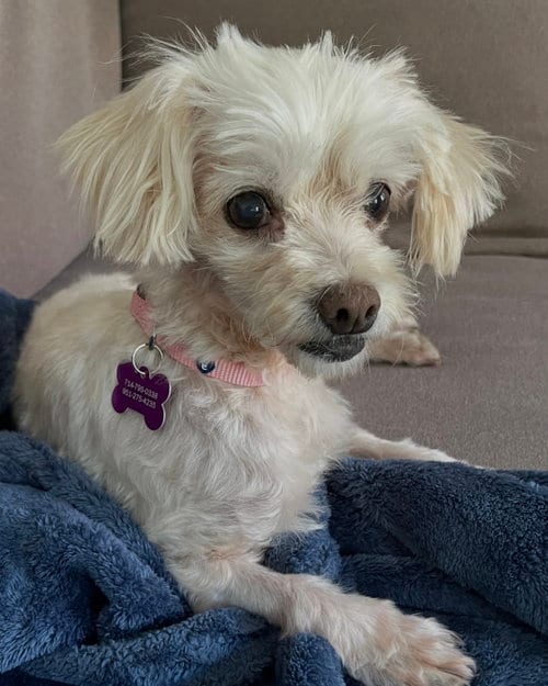 Photo of Trina, adoptable senior Maltese in Corona, California