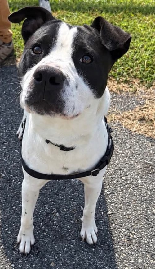 Photo of Cupcake, adoptable senior American Staffordshire Terrier in Burnsville, North Carolina