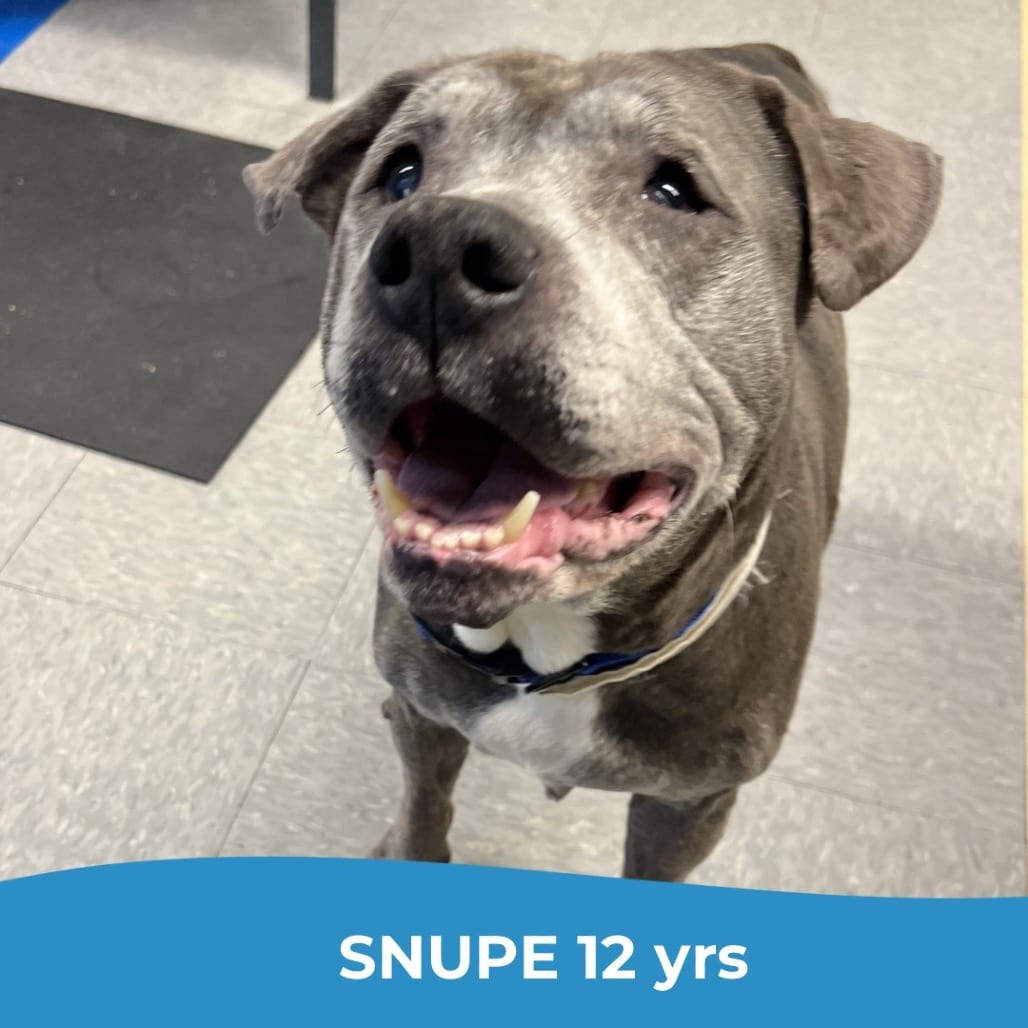 Photo of Snupe, adoptable senior Mixed Breed (Large) in Maryland, Maryland