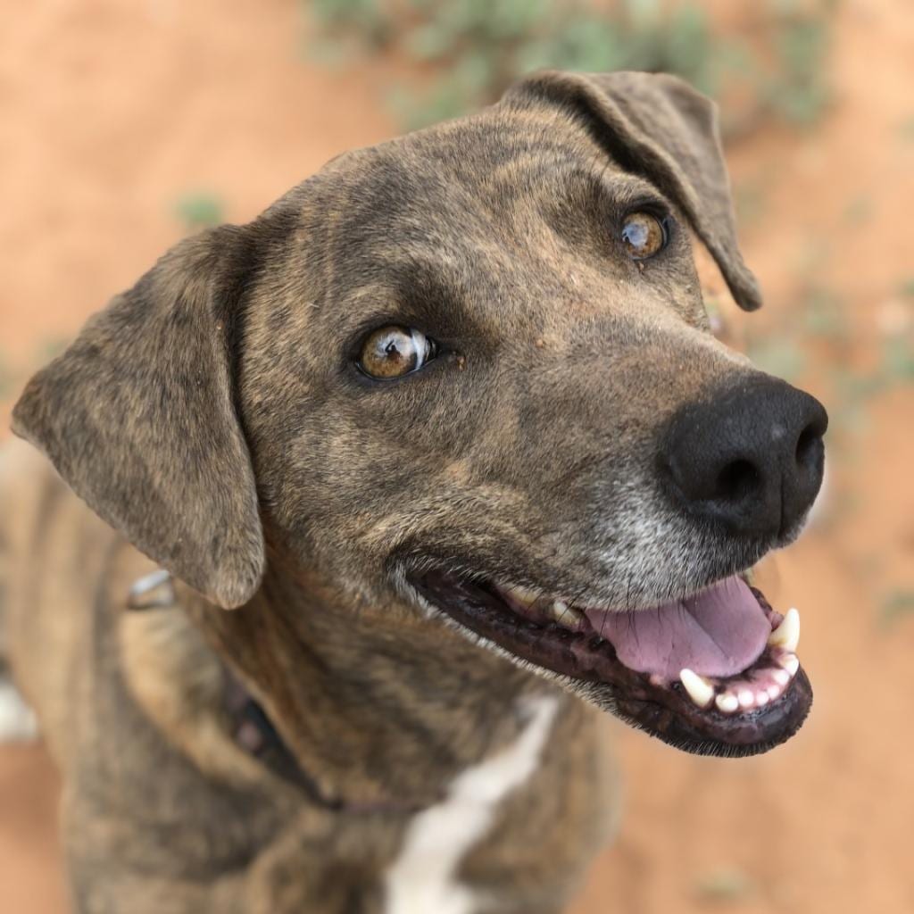 Photo of Cordelia, adoptable senior Hound, Plott in Kanab, Utah