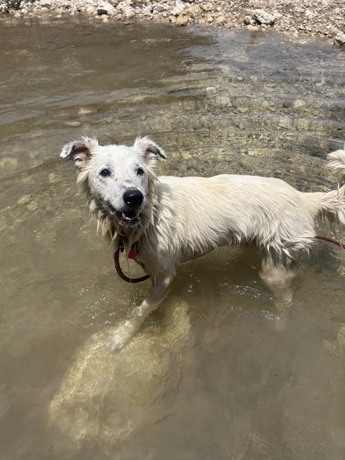 Photo of Dixie, adoptable senior Border Collie in Pipe Creek, Texas
