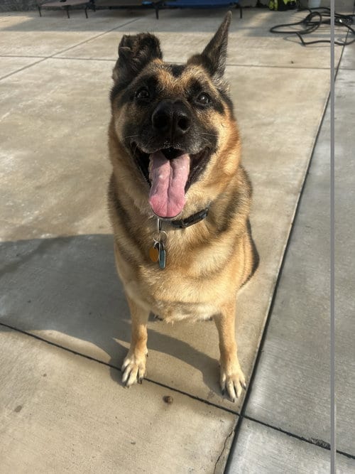 Photo of Kobe, adoptable senior German Shepherd Dog in Lancaster, Pennsylvania