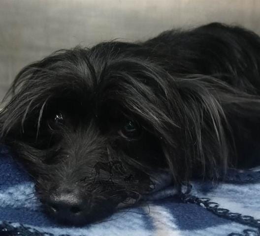 Photo of Petal, adoptable senior Terrier in Chicago Ridge, Illinois