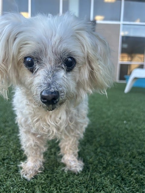 Photo of Wero, adoptable senior Mixed Breed