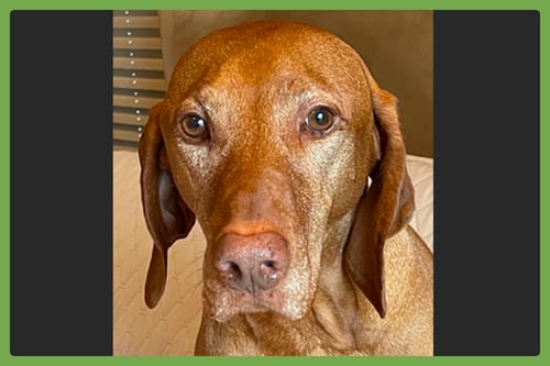Photo of Harrison, adoptable senior Vizsla in Amherst, Massachusetts