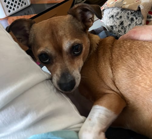 Photo of Poppie, adoptable senior Chihuahua in Osteen, Florida
