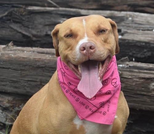 Photo of Amora, adoptable senior American Staffordshire Terrier in Sanford, Florida