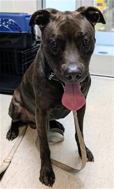 Photo of Chocolate, adoptable senior Pit Bull Terrier in Plano, Texas