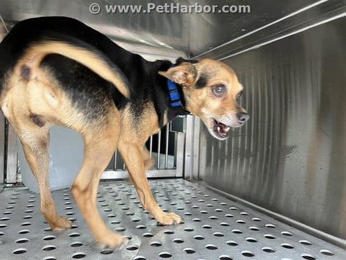 Photo of Lil Bit, adoptable senior Chihuahua in Dallas, Texas
