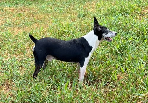 Photo of Screech +, adoptable senior Terrier in Columbia, Tennessee