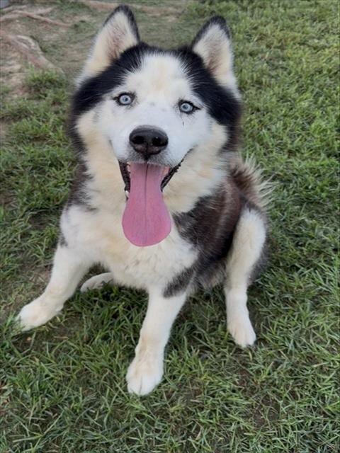 Photo of Rocky, adoptable senior Alaskan Malamute in Conroe, Texas