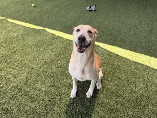 Photo of Myrtle, adoptable senior German Shepherd Dog in Garland, Texas