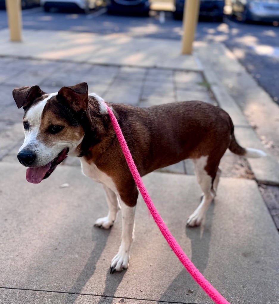 Photo of Leela, adoptable senior Shepherd in Little Rock, Arkansas