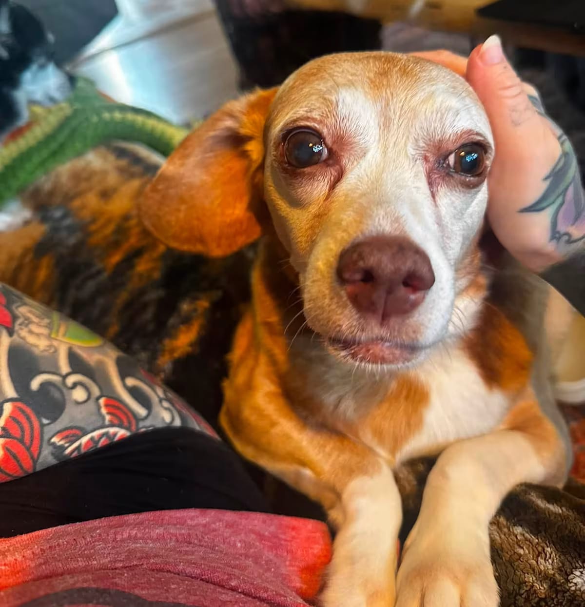 Photo of Brandy, adoptable senior Beagle in Rockville, Maryland