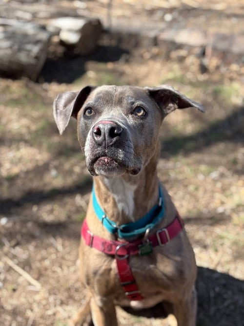 Photo of Jessie, adoptable senior Weimaraner in Fort Collins, Colorado