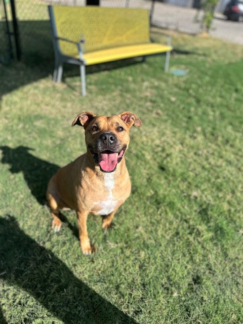 Photo of Shay, adoptable senior Labrador Retriever in Temple, Texas