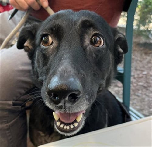 Photo of Rose, adoptable senior Labrador Retriever in Lacombe, Louisiana