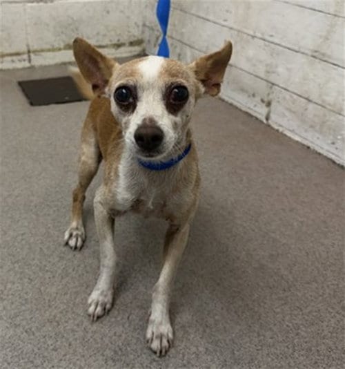 Photo of Leo, adoptable senior Chihuahua in San Bernardino, California
