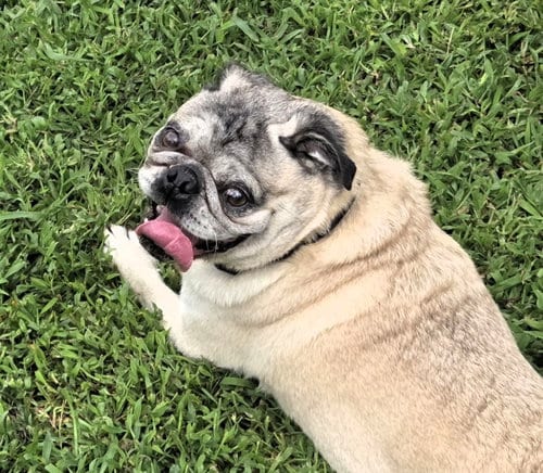 Photo of Toby, adoptable senior Pug in Millis, Massachusetts