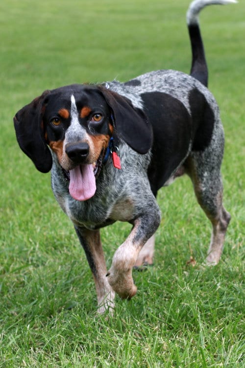 Russ, adoptable senior Bluetick Coonhound in Mankato, MN