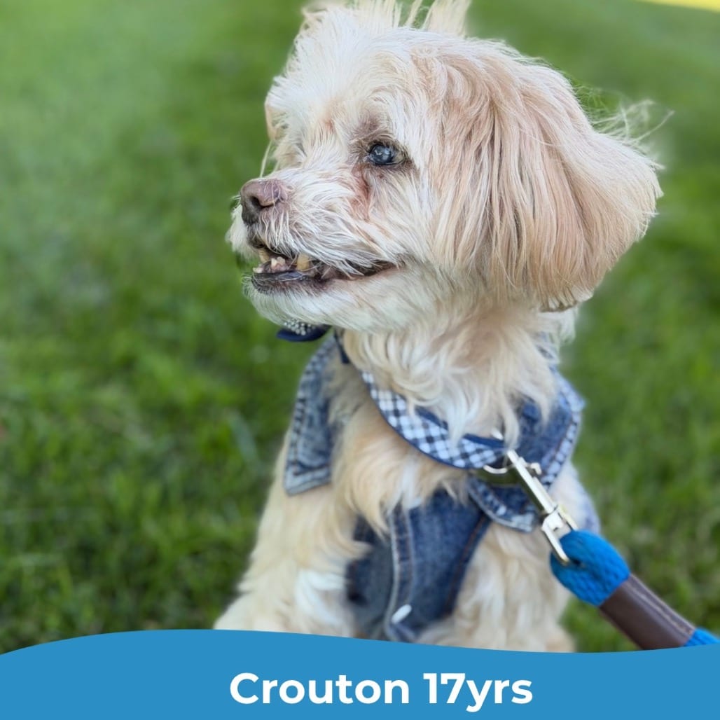 Photo of Crouton (Jelani), adoptable senior Poodle, Miniature in Maryland, Maryland