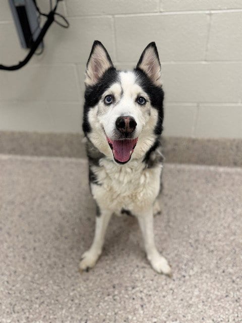 Photo of Lokee, adoptable senior Siberian Husky in Brighton, Colorado