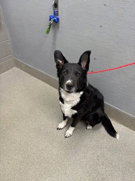 Photo of Buffy, adoptable senior Australian Shepherd in Las Vegas, Nevada