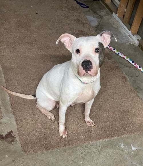 Photo of Blanca, adoptable senior Pit Bull Terrier in Columbia, Maryland