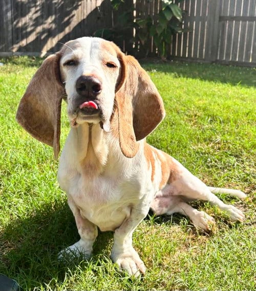 Photo of Gilbert, adoptable senior Basset Hound in Milmay, New Jersey