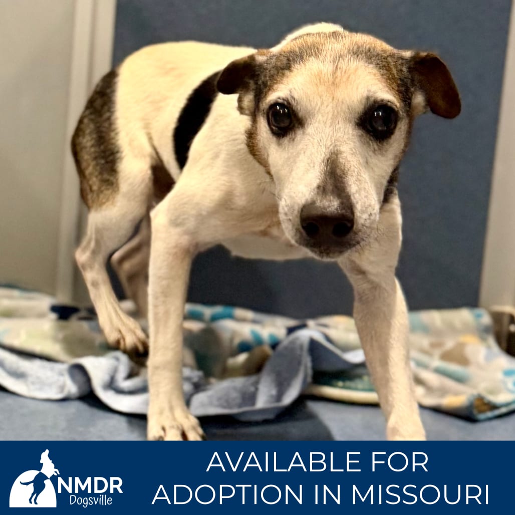 Photo of Levi - Missouri (AG26-59), adoptable senior Terrier, Jack Russell in Colorado Springs, Colorado