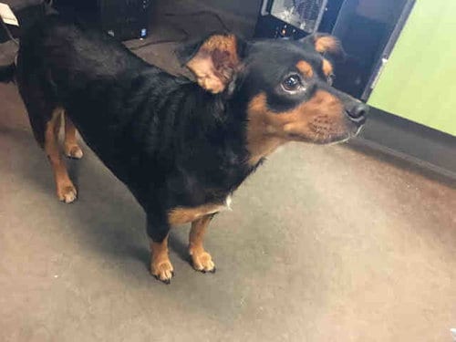 A030999, adoptable senior Miniature Pinscher in Norman, OK