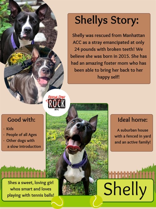 Photo of Shelly, adoptable senior Pit Bull Terrier in New York, New York