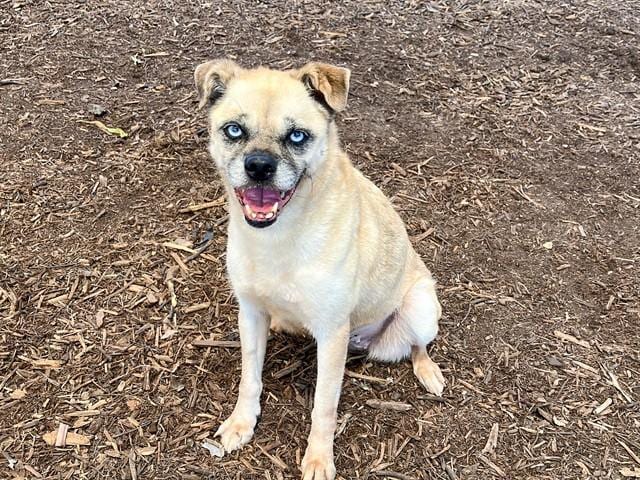 Photo of Koki, adoptable senior PUG in Orange Co, California