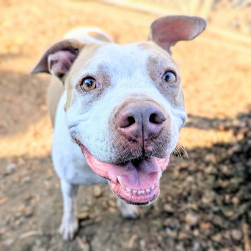 Photo of Fae, adoptable senior American Pit Bull Terrier in Oakland, California