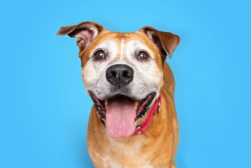 Photo of Truffles, adoptable senior Boxer in Las Vegas, Nevada
