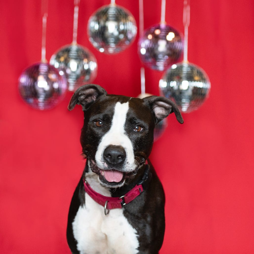 Photo of Jasper, adoptable senior Mixed Breed (Medium) in St. Louis, Missouri