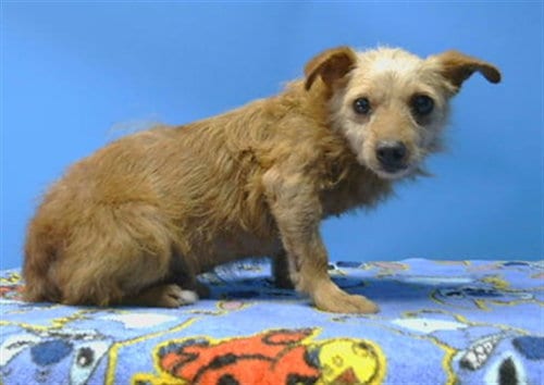 Photo of Theo, adoptable senior Chihuahua in Gardena, California