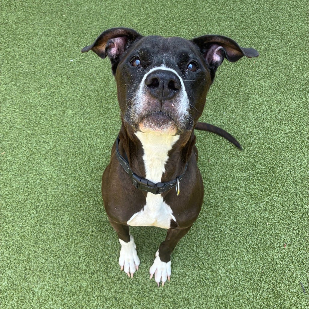 Photo of Cozmo, adoptable senior Terrier, American Pit Bull in Greensboro, North Carolina
