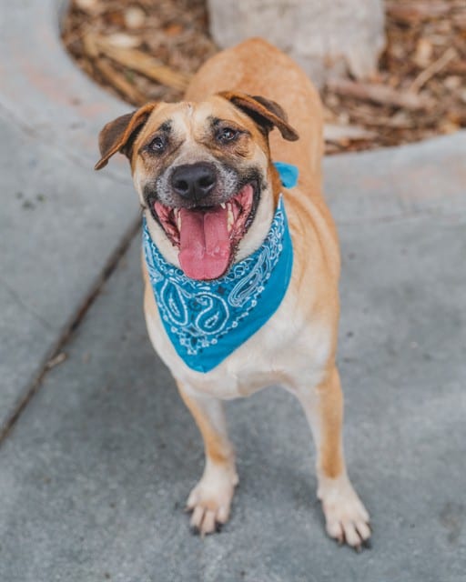 Photo of Leo, adoptable senior Terrier in Miami, Florida