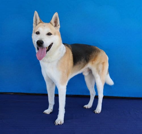 Photo of Max, adoptable senior German Shepherd Dog in Baldwin Park, California