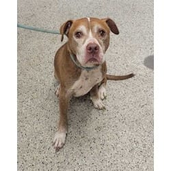 Photo of Brenda, adoptable senior American Pit Bull Terrier in Kansas City, Missouri