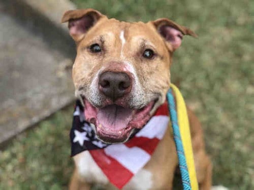 SAMI, adoptable senior Pit Bull Terrier in Atlanta, GA