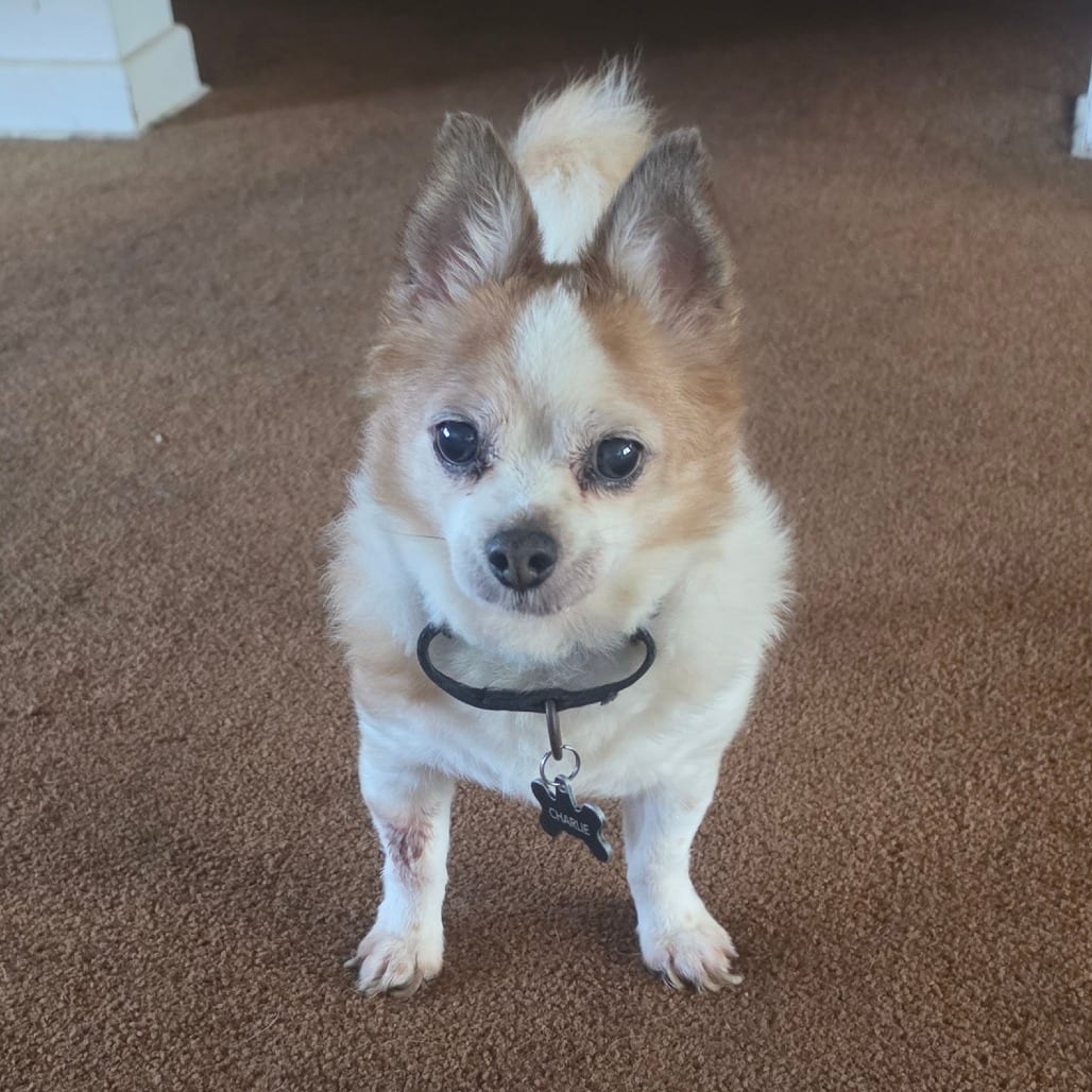 Photo of Charlie - Home to Home, adoptable senior Chihuahua, Long Coat in South Elgin, Illinois