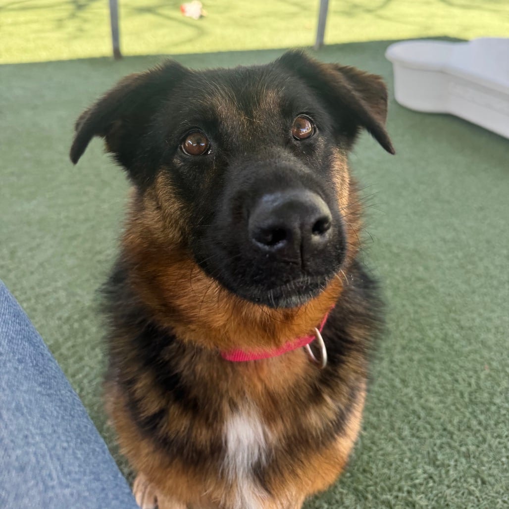 Photo of Hazel, adoptable senior Shepherd, German / Mixed Breed (Medium) in Buellton, California