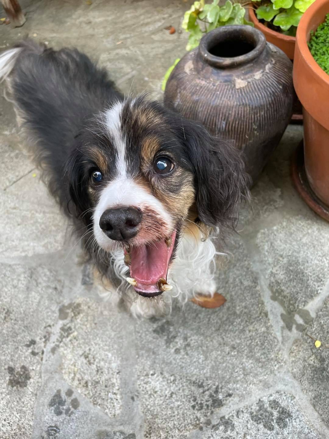 Photo of Woodrow/Caesar, adoptable senior Cavalier King Charles Spaniel in Loveland, Colorado