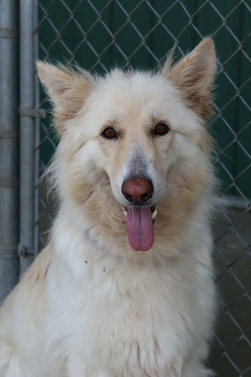 Photo of Ahri, adoptable senior German Shepherd Dog in AUSTIN, Minnesota
